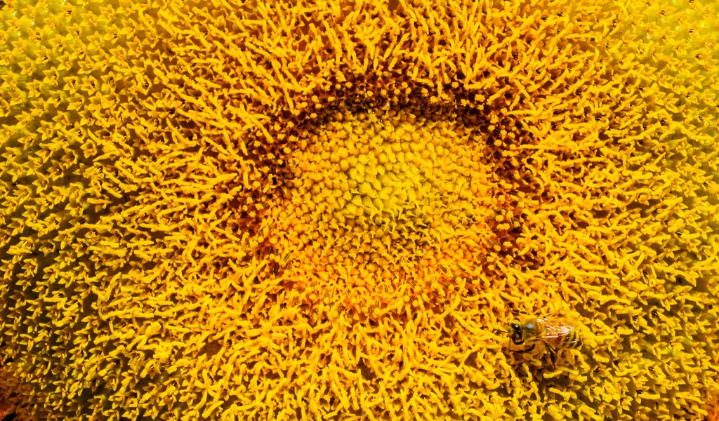 rollins-5115-heliothanthus