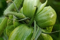 IMG_2384_DxO