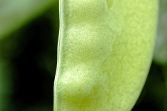 IMG_2388_DxO