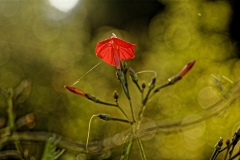 IMG_2414_DxO