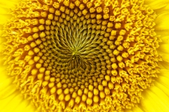 IMG_2423_DxO