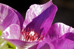 IMG_2452_DxO
